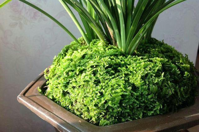 鬃狮蜥蜴蛋孵化用什么样的珍珠岩:水苔能在花盆底做透水层吗？