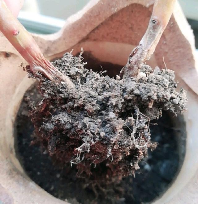 碧光环不发芽:如何让荷花种子尽快发芽？