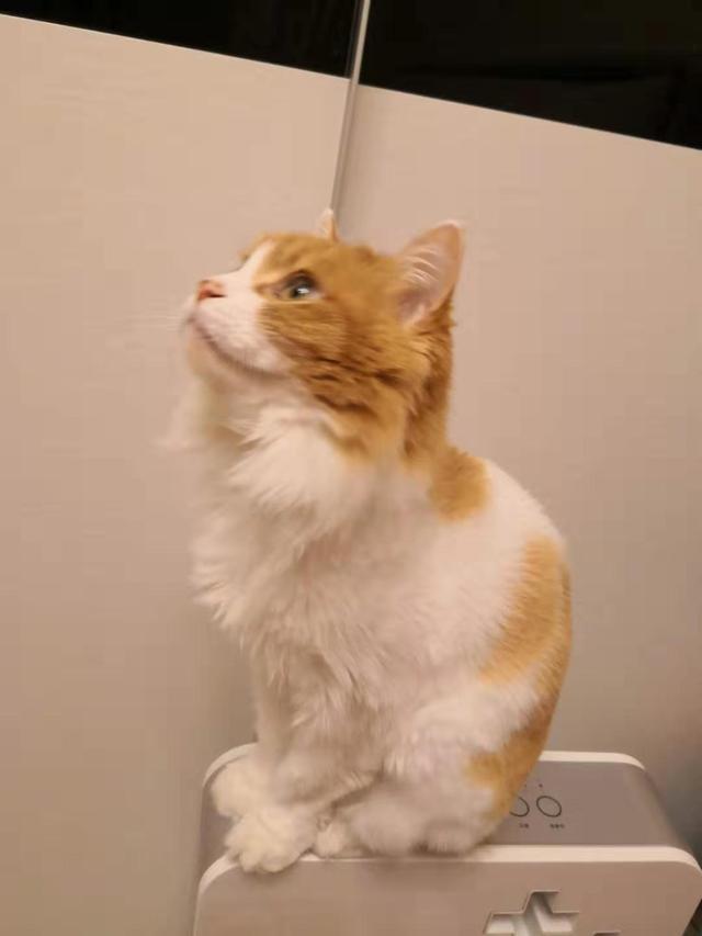 孟加拉国猫是活动量非常大的猫咪:两只猫咪总爱追逐跑酷，家里一团乱怎么办？