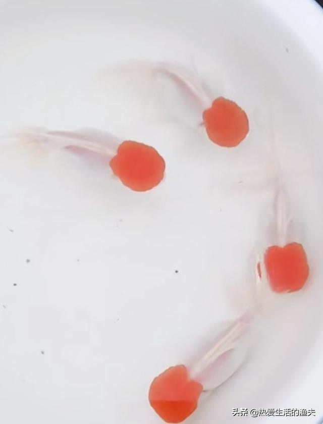 水族疾病:请问观赏鱼在什么季节会出现水霉药？在什么情况下会产生？