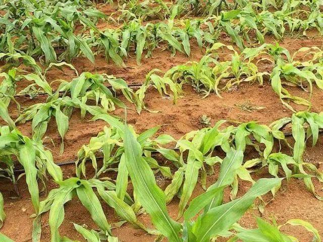 头条问答 - 玉米幼苗叶烂是什么病?(11个回答)