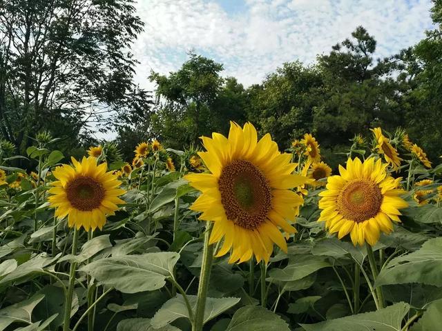 向日葵简笔画大全,种的向日葵苗开始枯了怎么办？