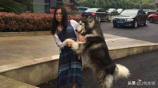 阿拉斯加犬与哈士奇的关系:哈士奇和阿拉斯加犬，哪种更讨人喜欢呢？