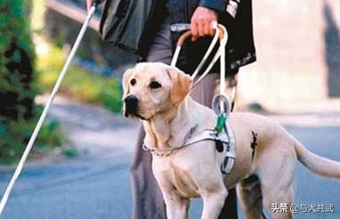 导肓犬小qip电影儿童版:当你老了以后，老伴、子女、金钱三者中最可靠的是哪个？
