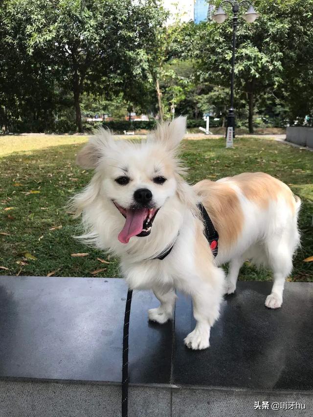 狗狗发烧症状:当狗狗在忍受疼痛会有什么表现？