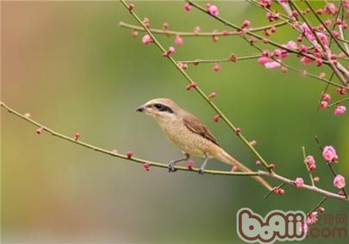 灰背伯劳鸟叫声视频:棕背伯劳雏鸟什么时候上架？