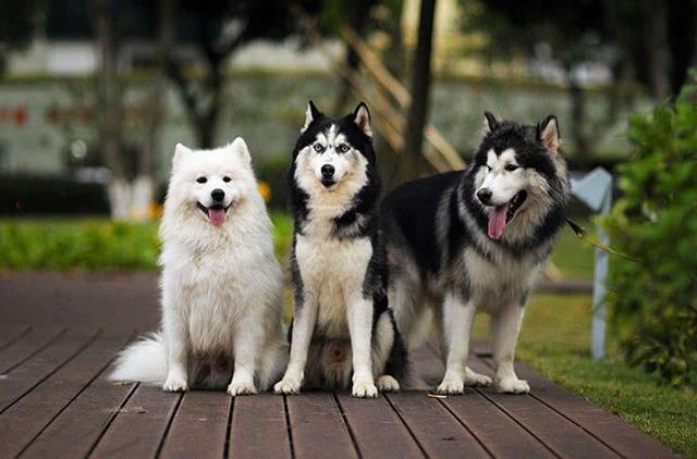 南极大冒险的狗:如果雪橇三傻三只狗一起养，会不会被搞到精神崩溃？