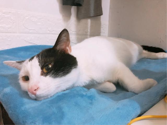 不爽猫表情包:新养了一只小奶猫，大猫不高兴，怎么办？
