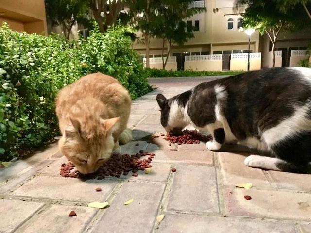 流浪狗和流浪猫好句子:疫情封城封期间，那些流浪猫狗有谁投食？ 流浪狗咬死流浪猫