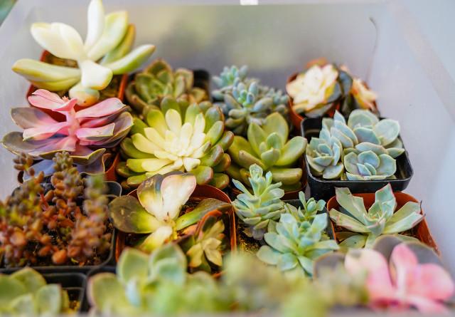 多肉植物种类作文:有哪些多肉品种值得推荐？