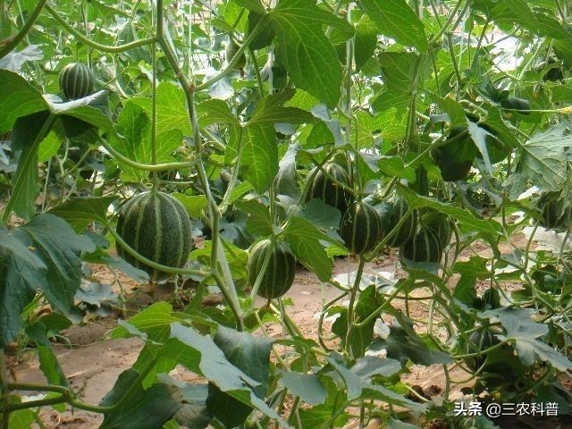 西瓜蚜虫怎么防治:西瓜我错用氯化钾有什么办法补救吗？