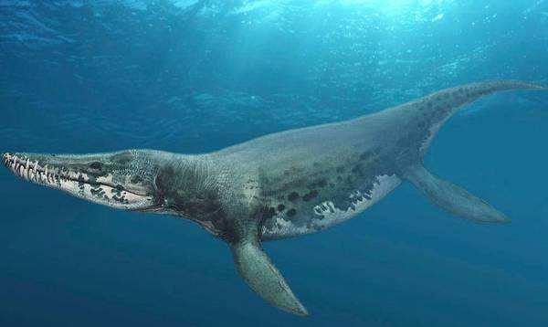 尼斯湖水怪未解之谜，能排除日本蛇颈龙事件中的骨架是鲸的可能吗