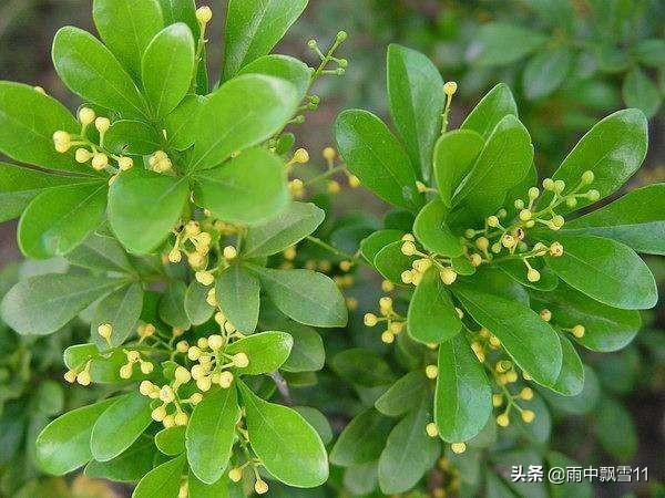 米兰花:米兰叶片发黄大量掉叶怎么办？