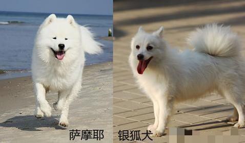 日本银狐犬体重:银狐犬和萨摩耶最大的区别是什么？ 银狐犬体重年龄对照表