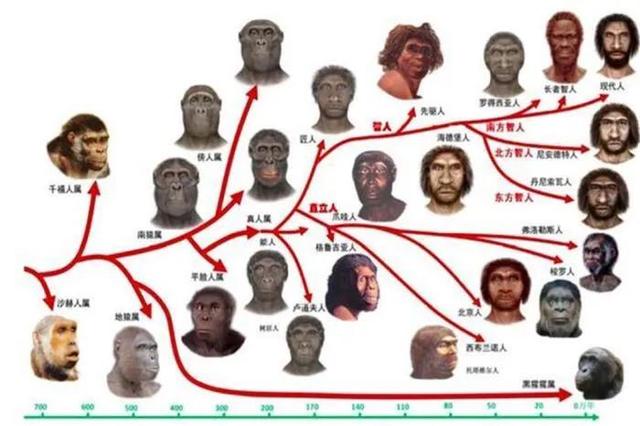 人类进化过程中,男生隐私部位丢失一块骨头,为何却没有影响繁衍？