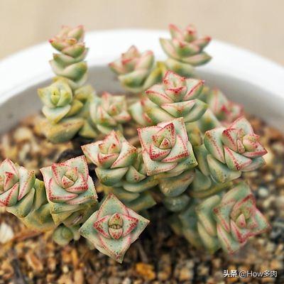 钱串子花图片:多肉钱串子需要深盆养吗为什么