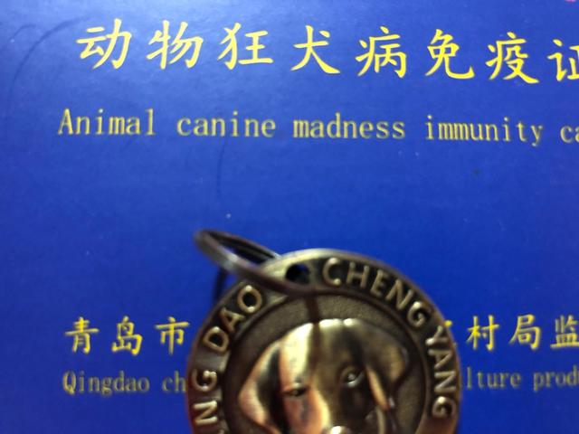 普及宠物狗知识贴:新手养宠物狗需要注意些什么？