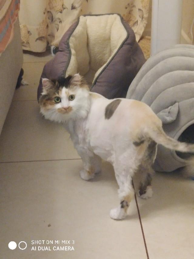 素力高海藻粉对猫咪的作用:猫咪有什么表现证明它的生活过得很滋润？
