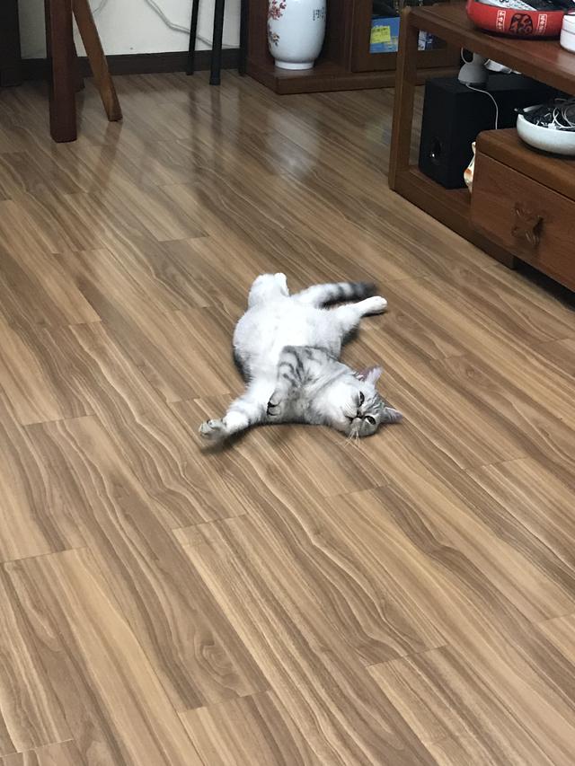 会弹琴的小猫咪图片:小猫咪自己一个人在家久了会孤独吗？