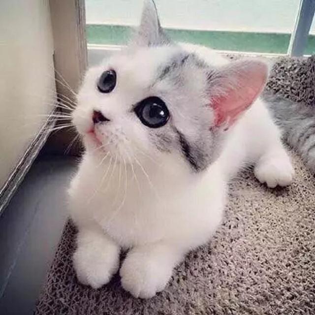 萨凡纳猫几代:宠物店养的猫为什么小猫没卖出去就把猫妈妈抱走？