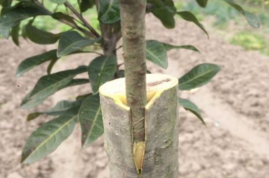 杨梅树嫁接多久能成活