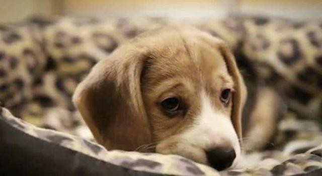 世界上最忧郁的狗:当我们发现狗狗老了，是一种怎样的感觉？
