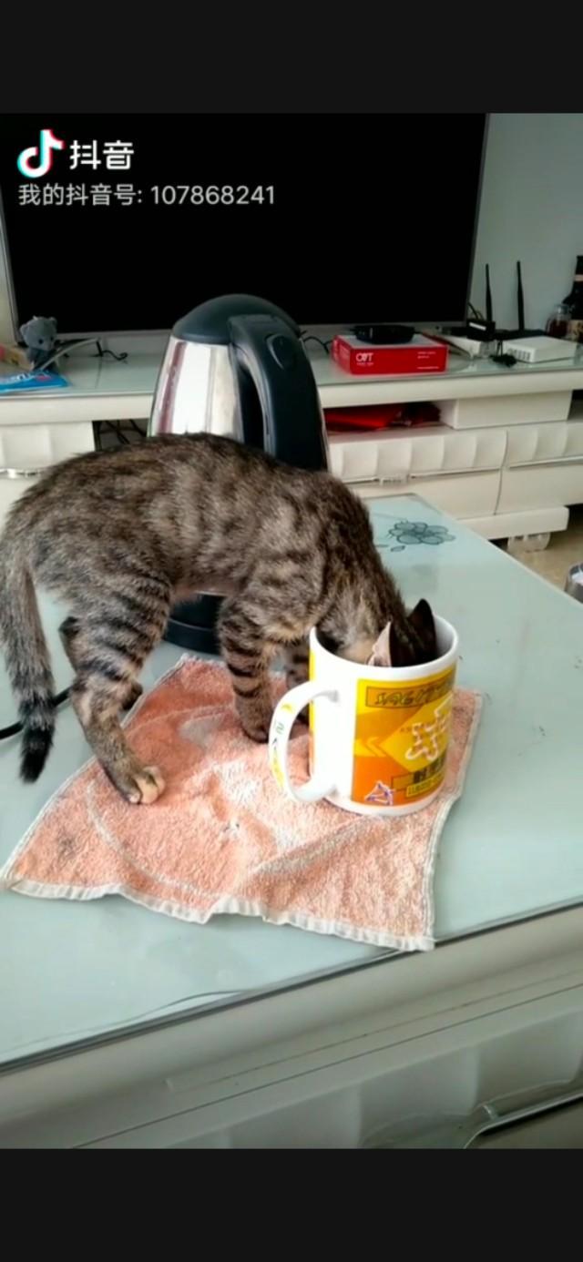 橘猫 花狸猫:同样是田园猫，为什么有人认为狸花猫比其他田园猫能打呢？