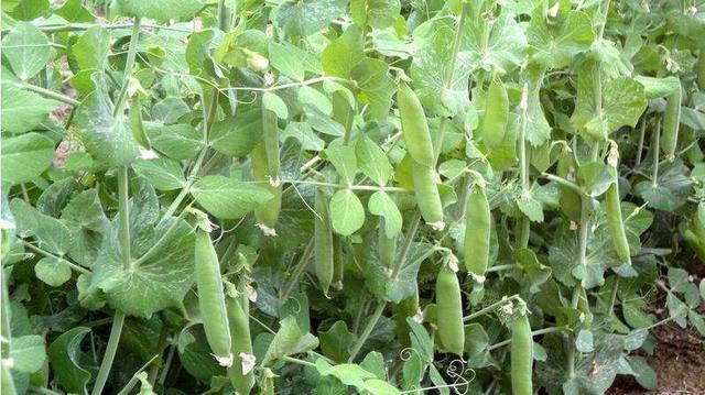 蒜蓉荷兰豆家常做法分享，芥兰怎样做才会“青花柳绿”