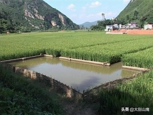 黄金鲫鱼养殖:野生鲫鱼和养殖鲫鱼有品种上的区别吗，怎么区分？