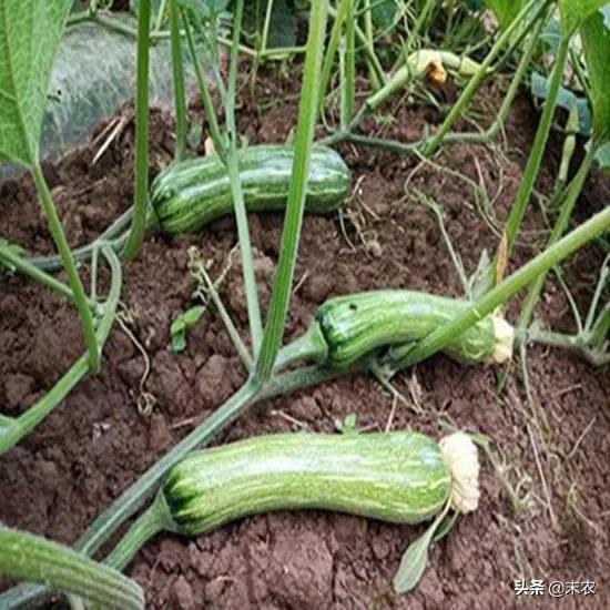 南瓜雌花开了雄花没开怎么授粉 头条问答