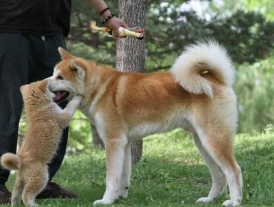 日本网红秋田犬俊介:秋田犬有什么缺点，为何国内要禁养它？