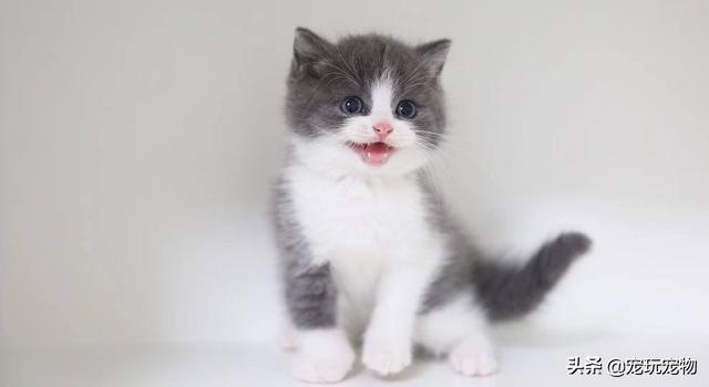 关在家里的猫的猫瘟吗:散养猫怎么才能把猫养住？