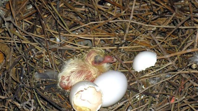 鸽子孵蛋15天死胎图片图片