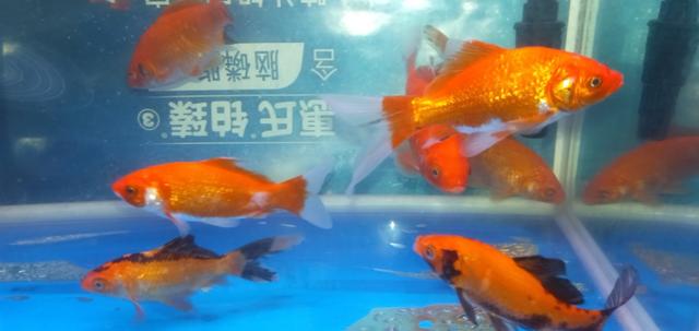 鱼缸怎么才能养好鱼？