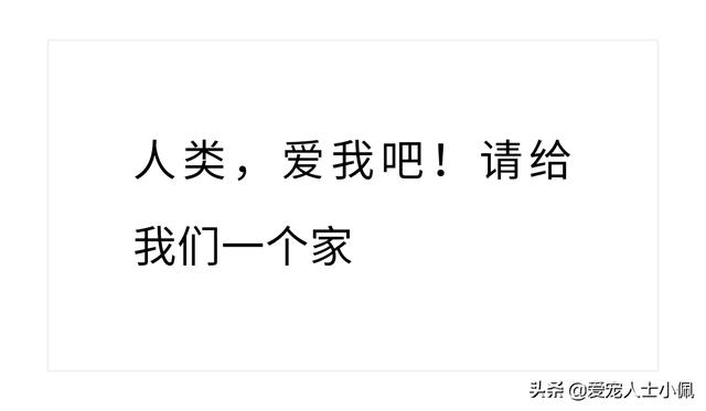 关爱石佛寺流浪狗狗:你觉得养土狗和养宠物犬有区别吗？有什么区别呢？