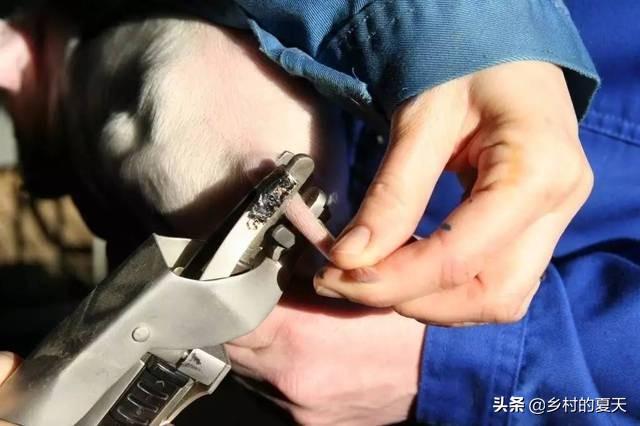 断尾:断狗尾需要用剪刀剪掉尾巴吗？
