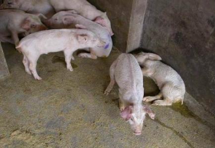 磺胺间甲氧嘧啶钠:怀孕母猪能用磺胺甲氧嘧啶吗？