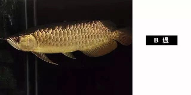 头条问答 常见的龙鱼有哪些品种 鱼棠观赏鱼的回答 0赞