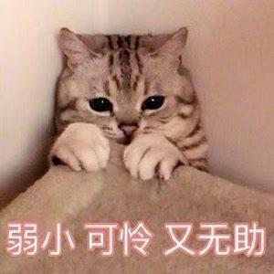 素力高海藻粉对猫咪的作用:怎么从一窝猫咪中挑选出猫王？