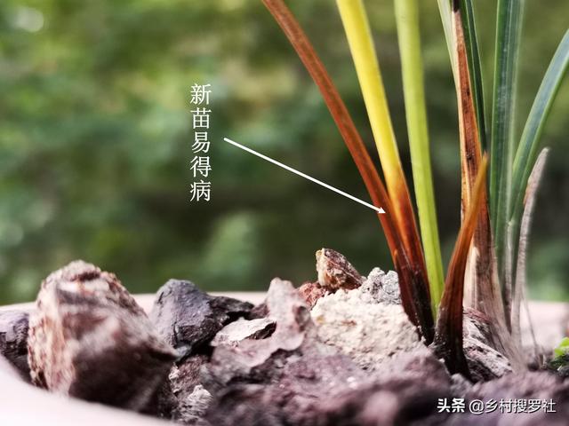 治疗兰花软腐病的药:治疗兰花根腐病有哪些药？