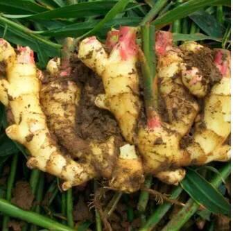 头条问答 大姜用什么肥料颜色好 7个回答