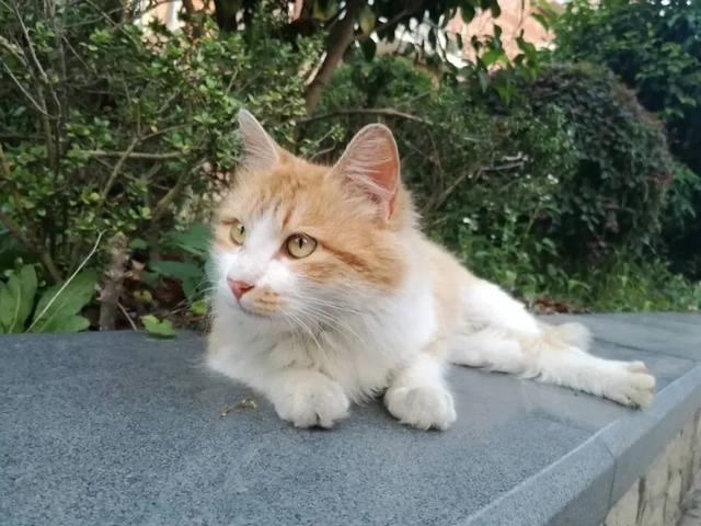 疯猫网络不锈钢:如何判断猫咪的表现是在咬你，还是在和你玩？