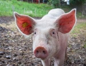 猪的细小病毒症状:猪腹泻用什么药能最快起效？