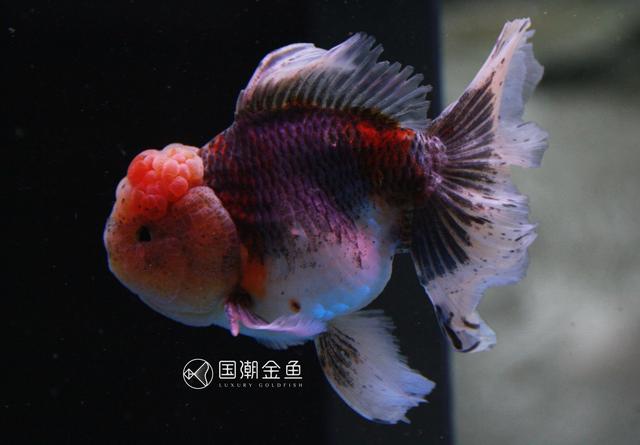 金鱼身上长白点怎么才能好:金鱼得了白点病怎么治疗？ 金鱼身上长白色小水泡怎么治