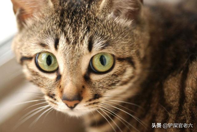 中国狸花猫简笔画:如何区分狸花猫和美国短毛猫？