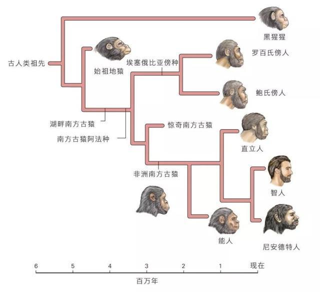 无毛猿:人类是如何进化的？人是不是由猴子或猩猩进化而来的？