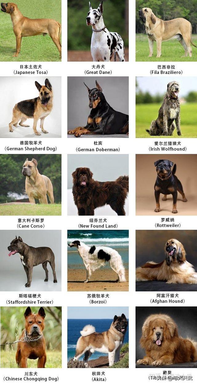 小狗饲养手册:宠物狗应该怎样养才最合适？