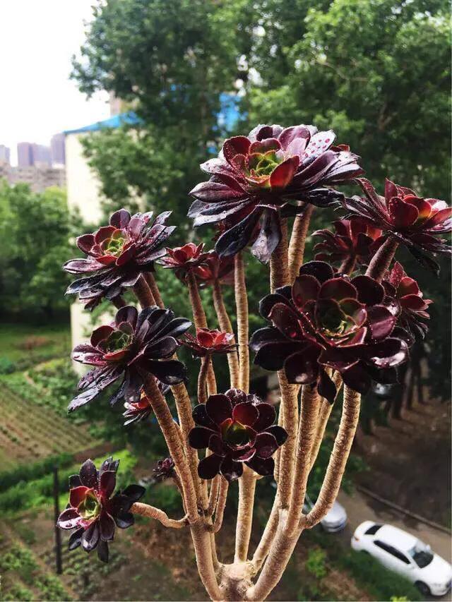 头条问答 - 多肉法师哪个品种好看?(14个回答)