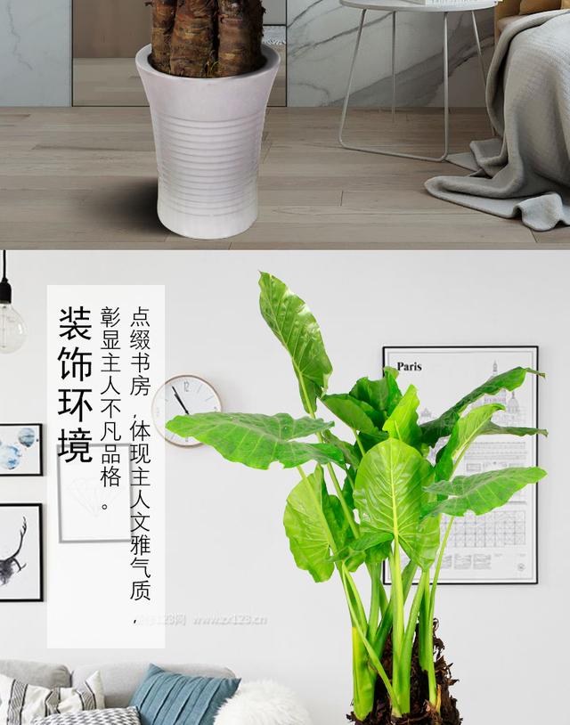 养条纹蛇尾兰好吗:条纹蛇尾兰怎么老不长 兰花的分类是什么？怎么去养？