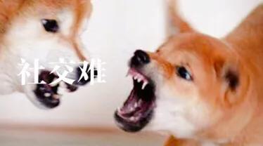 柴犬:大家喜欢柴犬吗？新手养需要注意什么？